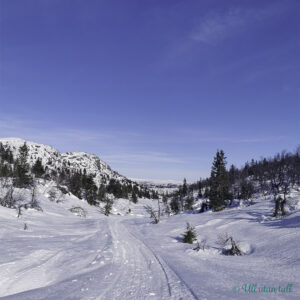 Blå himmel og skuterspor i snøen