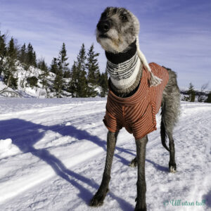 Blå himmel og sol og skotsk hjortehund med raudstripete trøye og pointy greyhound hoodie