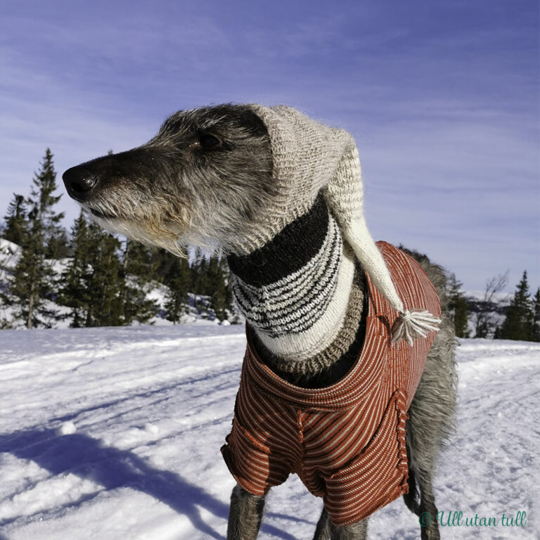 Skotsk hjortehund med raudstripete trøye og pointy greyhound hoodie i snøen. Er blå himmel og sol